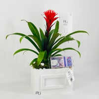 12434 - Image 3