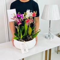 Phalaenopsis Plant No.16782 - Image 2