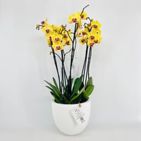 فازة نبات الاوركيد رقم.15380 - صورة 1