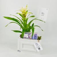12436 - Image 2
