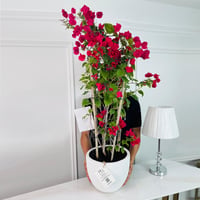 Red Bougainvillea Plant No.16898 - Image 2