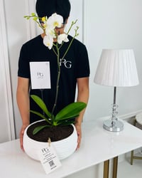 نبات فالاينوبسيس رقم.16787 - صورة 2