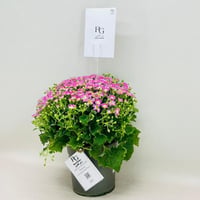 7955 - Image 2