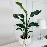 نبات فيلوديندرون رقم.16762 - صورة 1