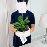 نبات فيكوس مطاطية 12ø 40 سم رقم.16800 - صورة 2