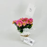 chrysanthemum purple No.9548-480 - Image 2
