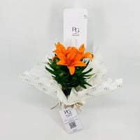 نبات اليلي برتقالي رقم.9613-382 - صورة 3