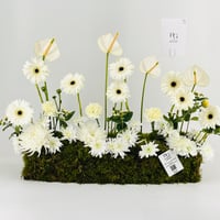 12952 - صورة 2