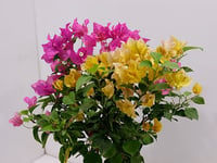 3881-558 - صورة 3