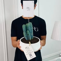 Cactus Plant No.16713 - Image 2
