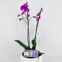 15378 - Image 2