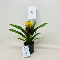 8064 - Image 2