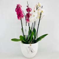 Orchid Plant Vase No.15335 - Image 1