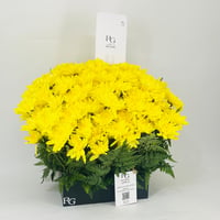 11489-599 - صورة 2