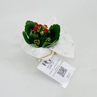 Kalanchoe plant No.11307 - Image 3