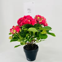 نبات الهيدرنجا رقم.9526 - صورة 3
