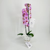 10664-344 - صورة 2