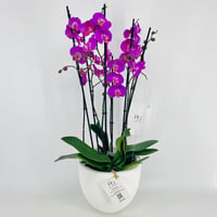 Orchid Plant Vase No.15379 - Image 3