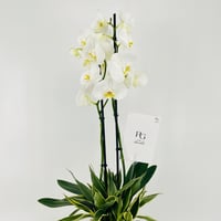 13294 - Image 2