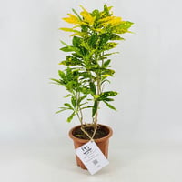 5597 - صورة 1