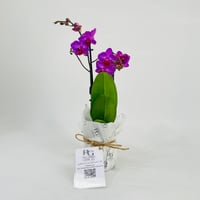 نبات الاوركيدرقم.11323 - صورة 2