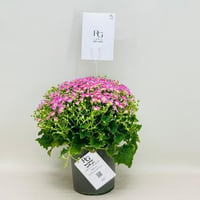 7955 - Image 1