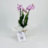 Orchid plant No.11320 - Image 1