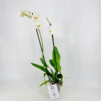 5607-527 - صورة 1