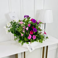 النباتات رقم.16434 - صورة 2
