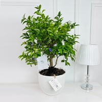 Plants No.16430 - Image 1