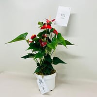 8079 - صورة 3