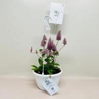 8074 - Image 1