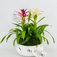 Guzmania plant vase No.15401 - Image 5