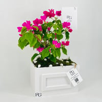 12463 - Image 2