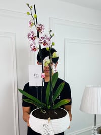 نبات كامبريا رقم.16710 - صورة 2
