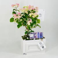 12455 - Image 3