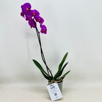 6768 - صورة 1