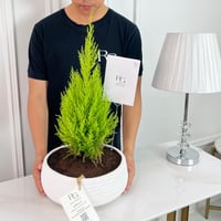 Cupressus Macrocarpa Plant 70 cm No.16733 - Image 2