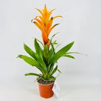 5598 - صورة 3