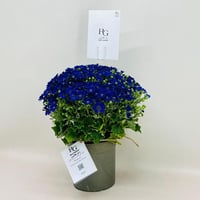 7953 - صورة 3