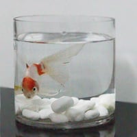 Zina fish tank with tropical molly fish - Image 1
