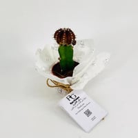 Gymnocalycium No.9609-551 - صورة 2