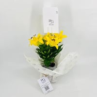 نبات اليلي اصفر رقم.9583 - صورة 3