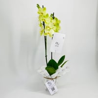 نبات الاوركيد رقم.10661 - صورة 2