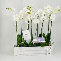 12358 - Image 2