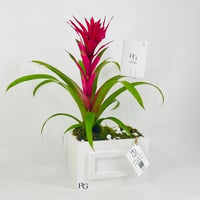 12431 - صورة 2