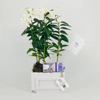 12788 - Image 1