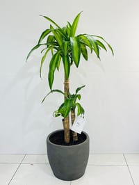 11020- 764 - صورة 1
