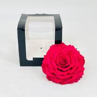 11249-537 - Image 1