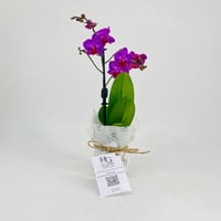 نبات الاوركيدرقم.11323 - صورة 3